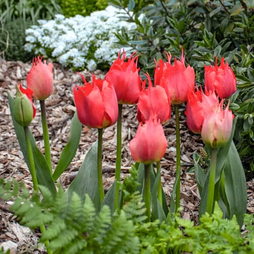 Тюльпан Дарвина Робедоес артикул фото 1 Тюльпан Дарвина Робедоес изображение 1 артикул 68399