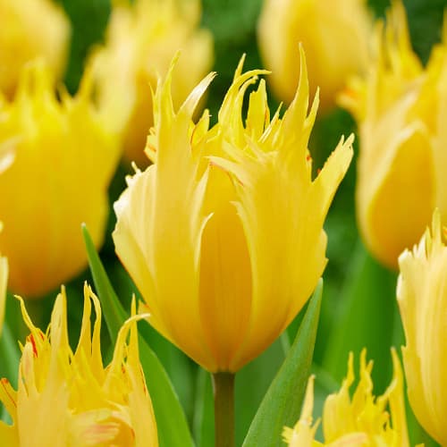 Тюльпан Дарвина Санни Лео артикул фото 1 Тюльпан Дарвина Санни Лео изображение 1 артикул 68400