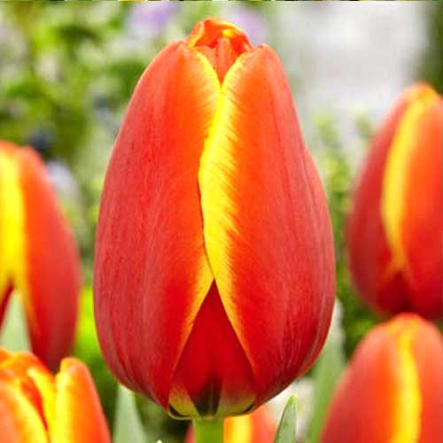 Тюльпан Дарвина Ворлдс Фэйворит изображение 1 артикул 70297