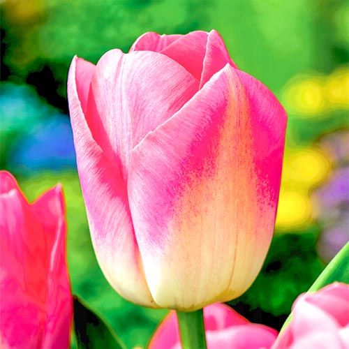 Тюльпан Триумф Династия изображение 1 артикул 68034