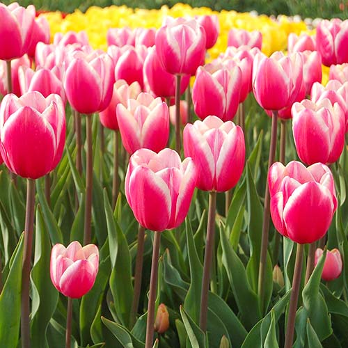 Тюльпан Джамбо Бьюти изображение 1 артикул 67725