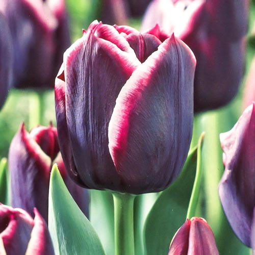 Тюльпан Триумф Джекпот изображение 1 артикул 67727