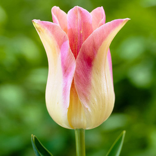 Тюльпан лилиецветный Элегант Леди изображение 1 артикул 67865