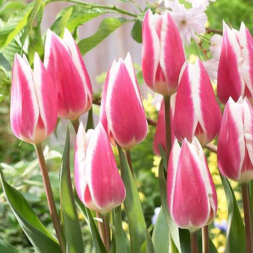 Тюльпан Триумф Эрли Сюрпрайз артикул фото 1 Тюльпан Триумф Эрли Сюрпрайз изображение 1 артикул 68115