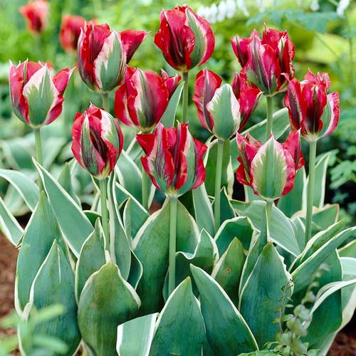 Тюльпан зеленоцветный Эсперанто изображение 1 артикул 67869