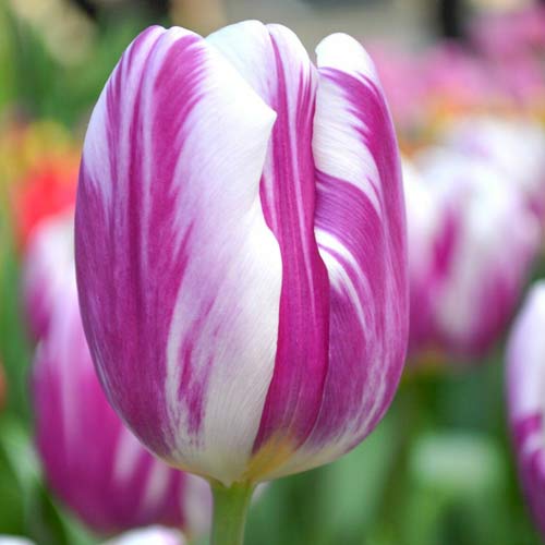 Тюльпан Триумф Флэминг Флэг изображение 1 артикул 68113