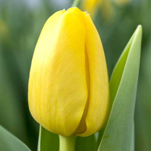 Тюльпан Фостера Истер Мун изображение 1 артикул 70249