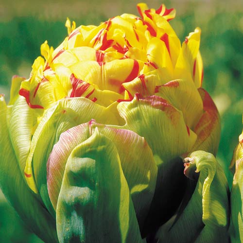 Тюльпан махровый Фрейджюс изображение 1 артикул 68089