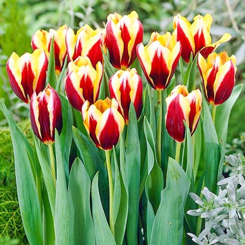 Тюльпан двухцветный Триумф Гавота изображение 1 артикул 67713