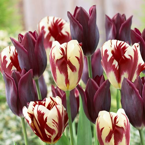 Тюльпан Триумф Гранд Вельвет, микс изображение 1 артикул 68033