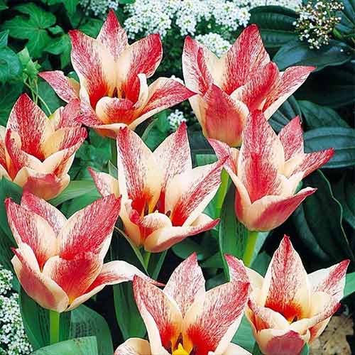 Тюльпан Грейга Царь Петр изображение 1 артикул 70266