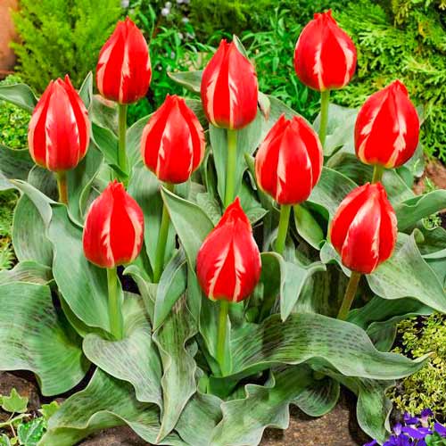 Тюльпан Грейга Френдли Файер изображение 1 артикул 70264