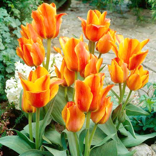 Тюльпан Грейга Компостела изображение 1 артикул 70300