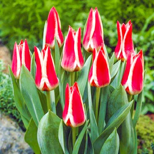 Тюльпан Грейга Пиноккио артикул фото 1 Тюльпан Грейга Пиноккио изображение 1 артикул 70306