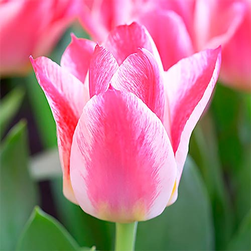 Тюльпан Грейгс Хаппи артикул фото 1 Тюльпан Грейгс Хаппи изображение 1 артикул 67476