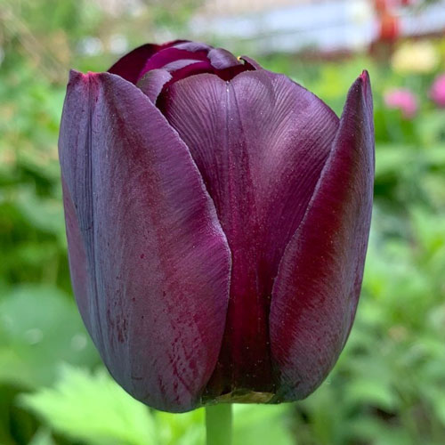 Тюльпан Кафе Нуар изображение 1 артикул 67739