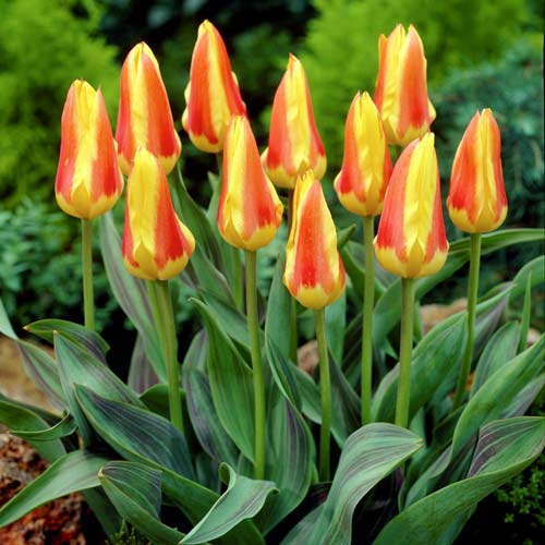 Тюльпан Кауфмана Корона изображение 1 артикул 68107