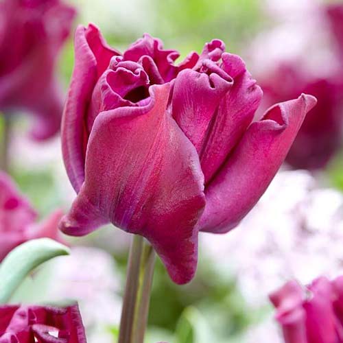 Тюльпан Триумф Краун оф Негрита изображение 1 артикул 68083