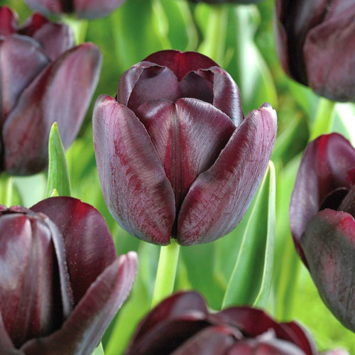 Тюльпан Квин оф Найт артикул фото 1 Тюльпан Квин оф Найт изображение 1 артикул 67741