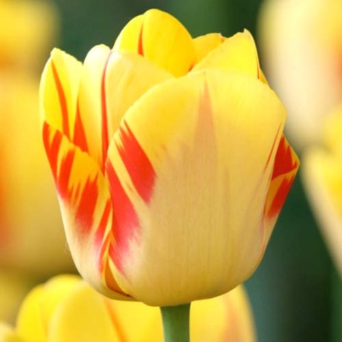 Тюльпан Ла Куртин изображение 1 артикул 70250