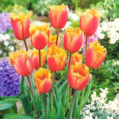 Тюльпан Ламбада изображение 1 артикул 67748