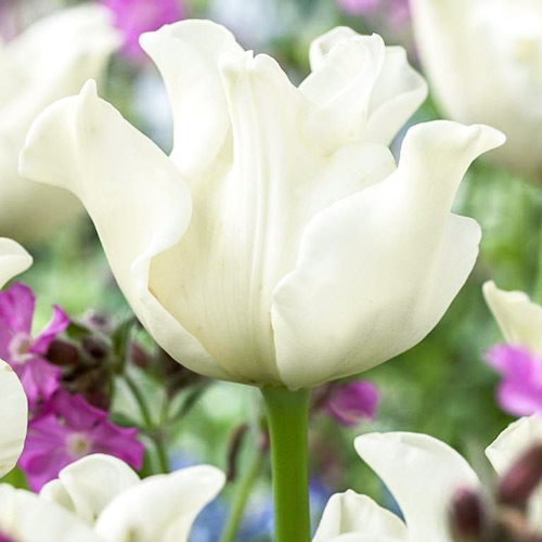 Тюльпан Либерстар изображение 1 артикул 67749