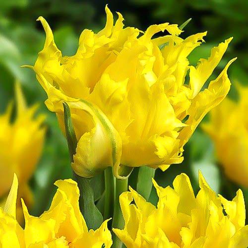 Тюльпан махровый Монте Спайдер изображение 1 артикул 67465