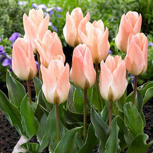 Тюльпан Грейга Литтл Герл изображение 1 артикул 68108