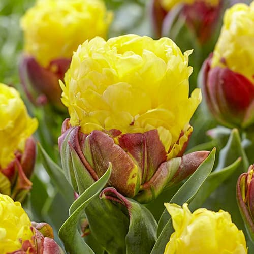 Тюльпан махровый Айс Крим Банана изображение 1 артикул 68402