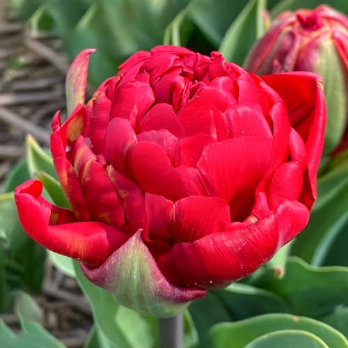 Тюльпан махровый Айс Крим Стравберри изображение 1 артикул 68403