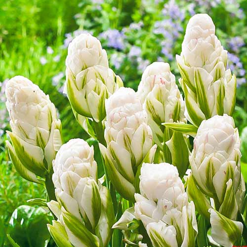 Тюльпан махровый Бруклин изображение 1 артикул 67484