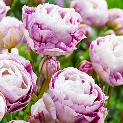 Тюльпан махровый Дабл Сюрпрайз изображение 1 артикул 68405