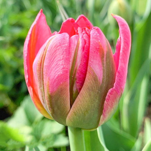 Тюльпан махровый Флеш Поинт изображение 1 артикул 68118