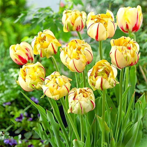 Тюльпан махровый Гламур Юник изображение 1 артикул 67714