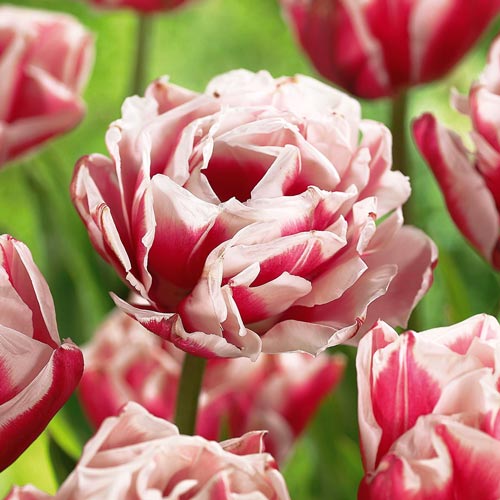 Тюльпан махровый Хоризон изображение 1 артикул 68109