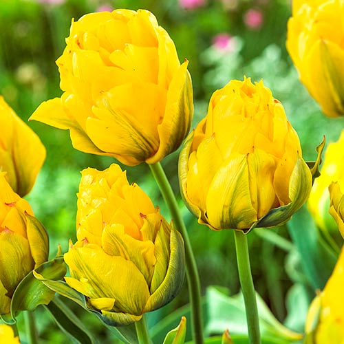 Тюльпан махровый Монте Пион артикул фото 1 Тюльпан махровый Монте Пион изображение 1 артикул 67775