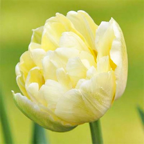 Тюльпан махровый Монте Свит изображение 1 артикул 67466