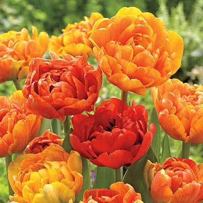 Тюльпан махровый Санлавер изображение 1 артикул 67827