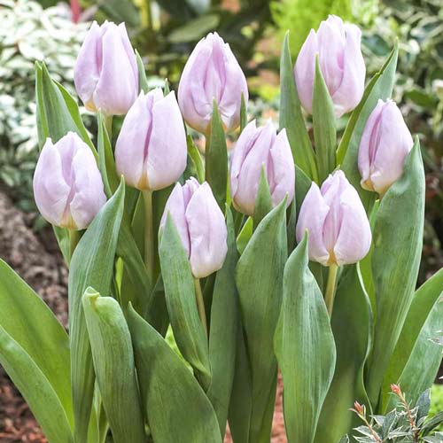 Тюльпан Мистик Принц изображение 1 артикул 68084