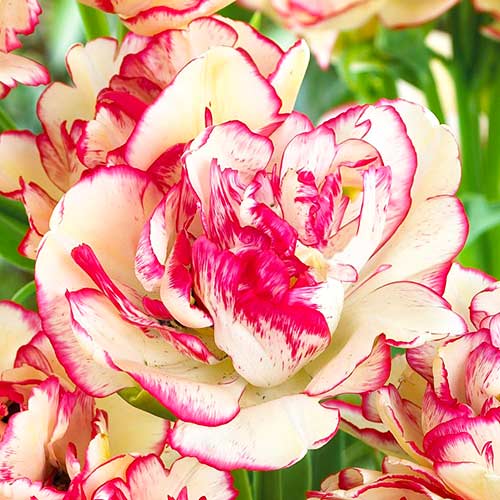 Тюльпан многоцветковый Белиция изображение 2 артикул 67692