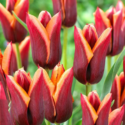 Тюльпан Триумф Мувота изображение 1 артикул 67778