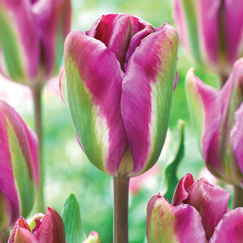 Тюльпан зеленоцветный Найт Райдер изображение 1 артикул 68044