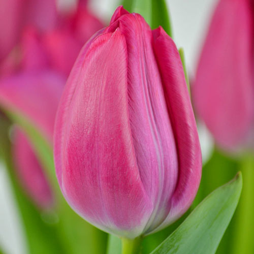 Тюльпан Триумф Пассио Свит изображение 1 артикул 67787