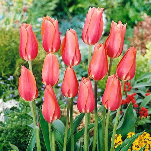 Тюльпан Перестройка изображение 1 артикул 67789