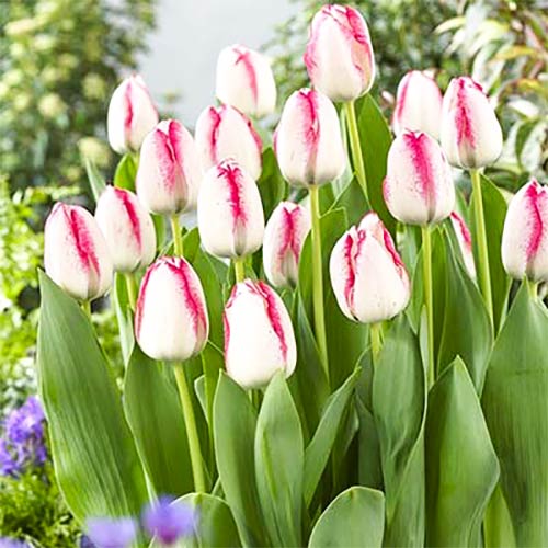 Тюльпан Триумф Плейгерл изображение 1 артикул 67796