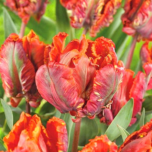 Тюльпан попугайный Блумекс изображение 1 артикул 70258