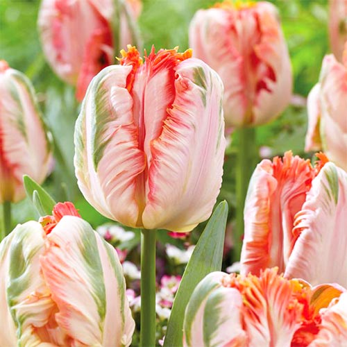 Тюльпан попугайный Эприкот Пэррот изображение 1 артикул 67867