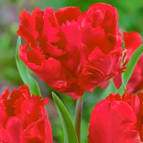 Тюльпан попугайный Эрна Линдгрен изображение 1 артикул 70260