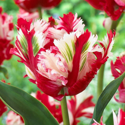 Тюльпан попугайный Эстелла Рижнвельд изображение 1 артикул 68110