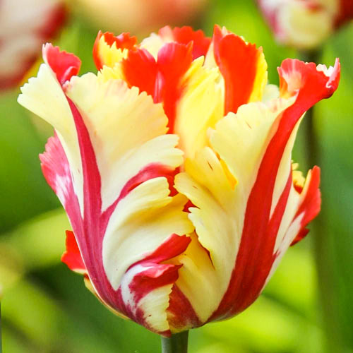 Тюльпан попугайный Флэминг Пэррот изображение 1 артикул 67853